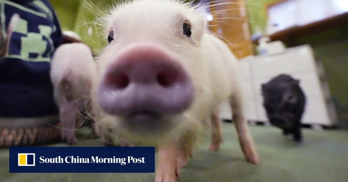 Scientists Raise First Pigs For Human Organ Transplants As Japan