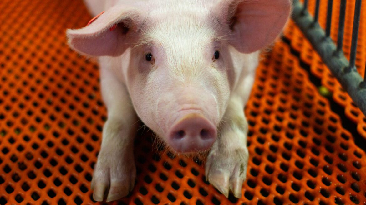Genetically Modified Pigs Could Provide Unlimited Organs For Human Transplants: