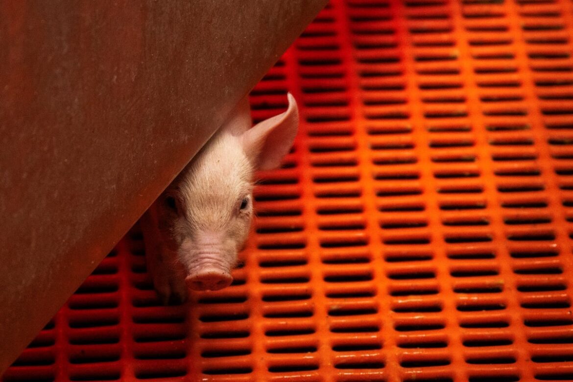 A young genetically altered pig looks out from a warming box in its pen at revivicor research farm i