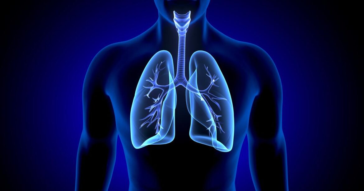 3d illustration of human body lungs anatomy
