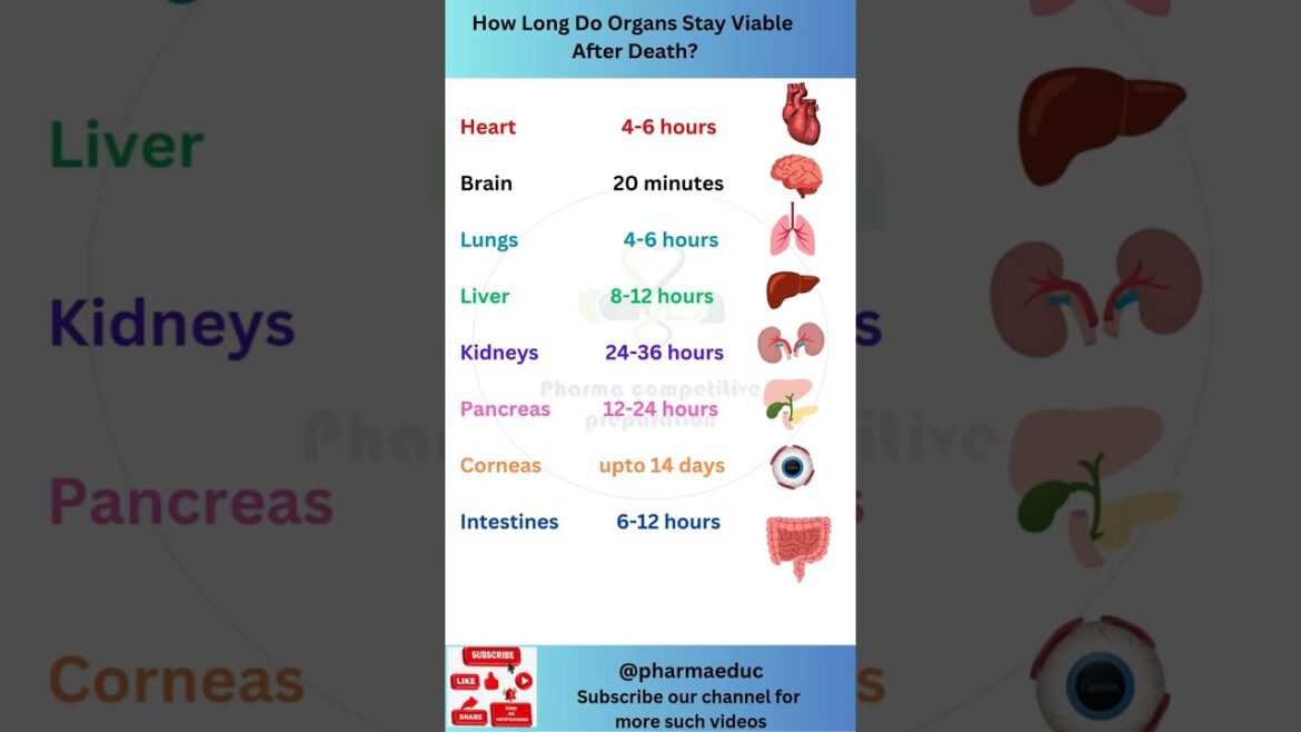 Viability of organs after death| how long organs alive after
