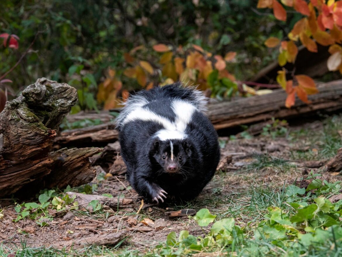 Gettyimages 1456624692 small