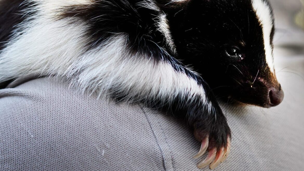 Kidney recipient dies from an organ infected with rabies: cdc