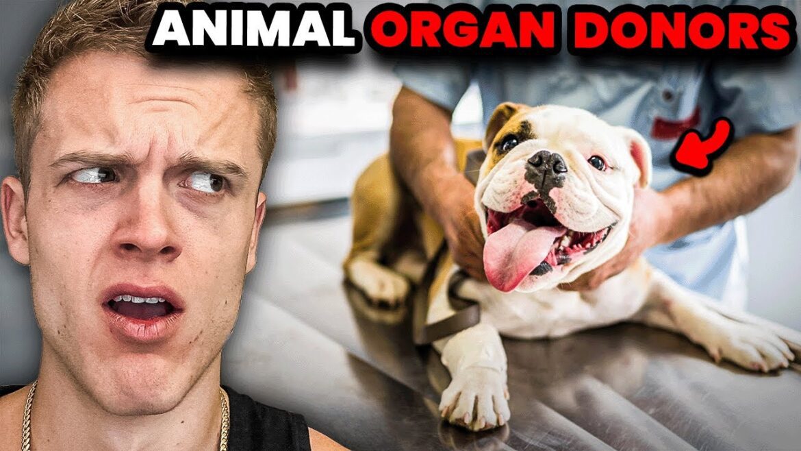 The scary world of “experimental” organ donation