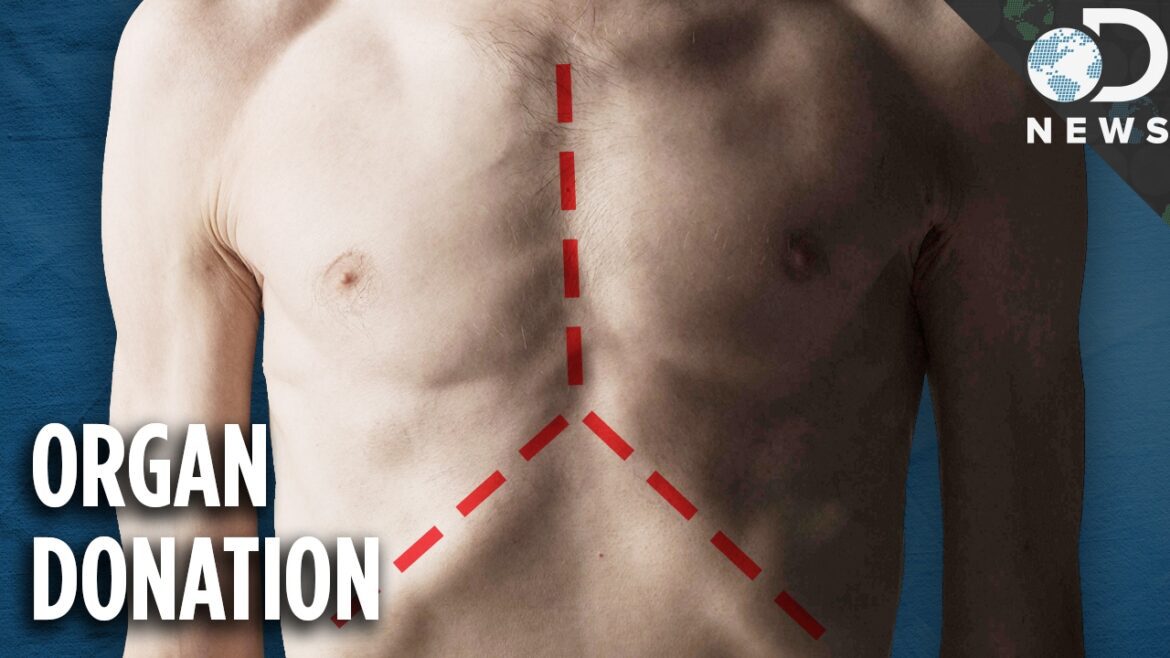 What actually happens to your body when you donate your