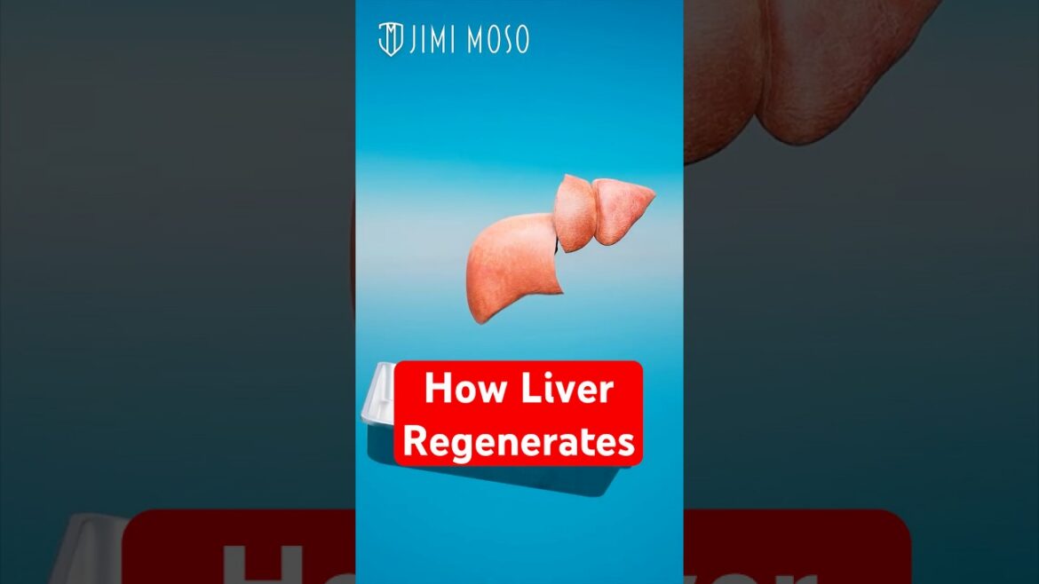 How your liver regenerates if you donate partially #medical #organdonation