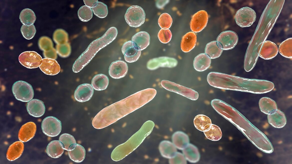 Bacteria,of,different,shapes,,3d,illustration.,cocci,,rod shaped,bacteria